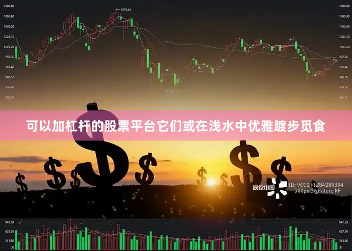 可以加杠杆的股票平台它们或在浅水中优雅踱步觅食